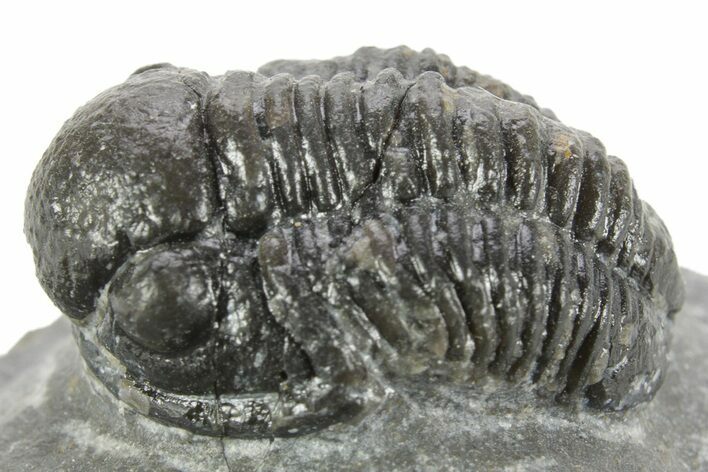 Curled Proetid (Gerastos) Trilobite Fossil - Morocco #377265